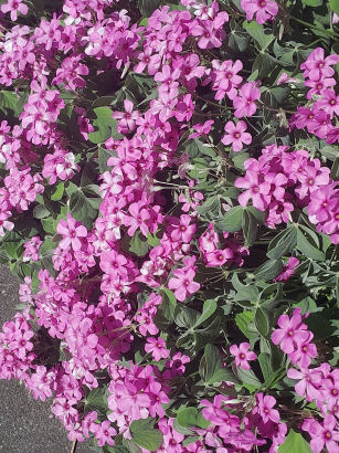 flowers